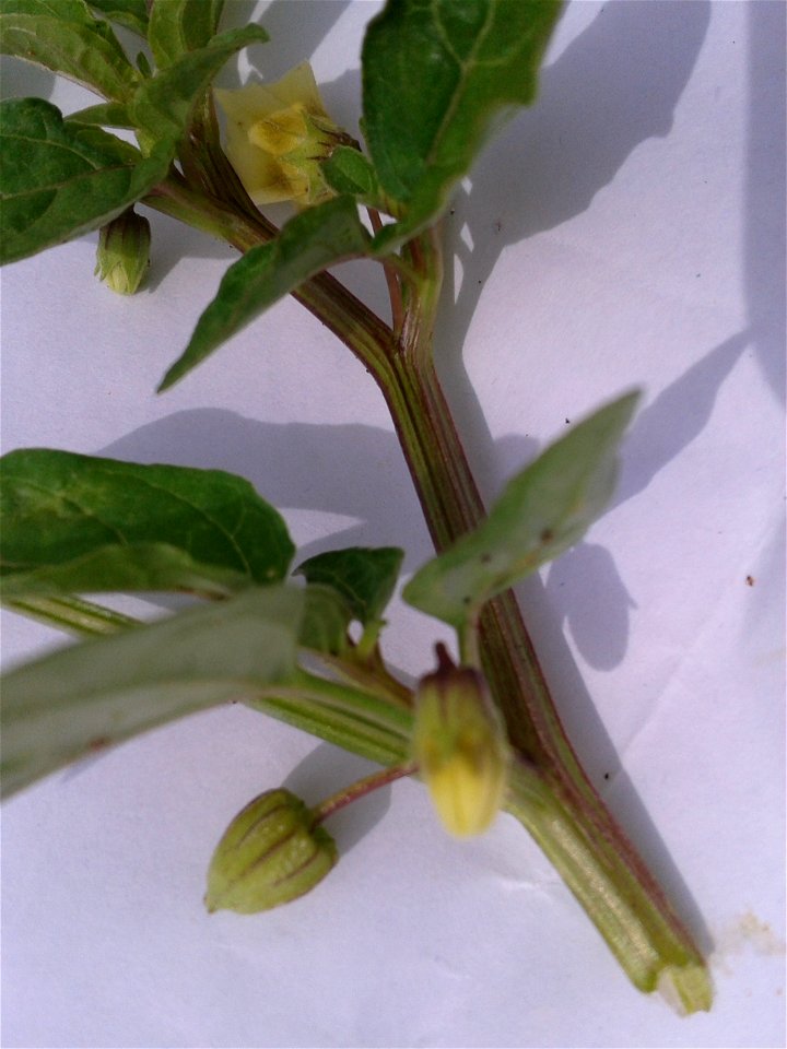 Botanical name - Physalis minima
Common names - Native gooseberry; Wild cape gooseberry ;Ground Cherry; Sunberry.
Tamil names – Kuvanti ; Kupanti 
Ayurvedic name - Chirpoti
Ripe berry is sweet .P