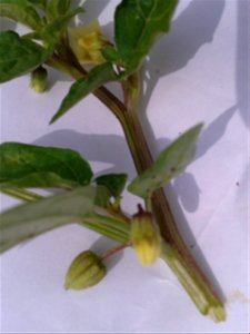 Botanical name - Physalis minima
Common names - Native gooseberry; Wild cape gooseberry ;Ground Cherry; Sunberry.
Tamil names – Kuvanti ; Kupanti 
Ayurvedic name - Chirpoti
Ripe berry is sweet .P