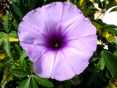 Una violeta (Viola) photo