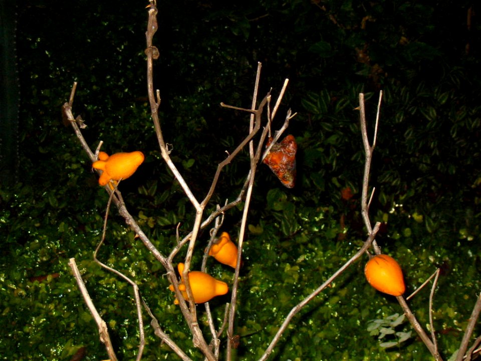 Fruto con forma de ubre

Autor: Alfredobi
Lugar: Costa del Ecuador, Provincia de Manabi.
Fecha: 2002