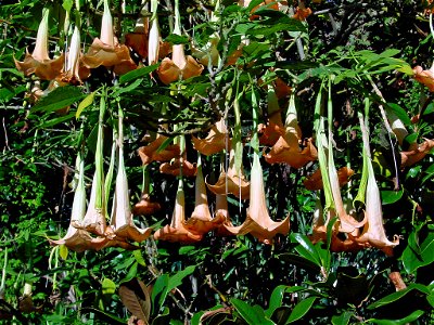 Brugmansia versicolor
Nederlands:  Engelentrompet. Foto genomen in Madeira