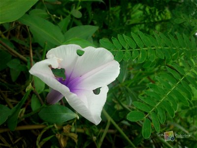 Ipomoea Carnea Purple Trumpet Flower
