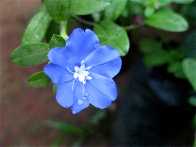 flower blue photo