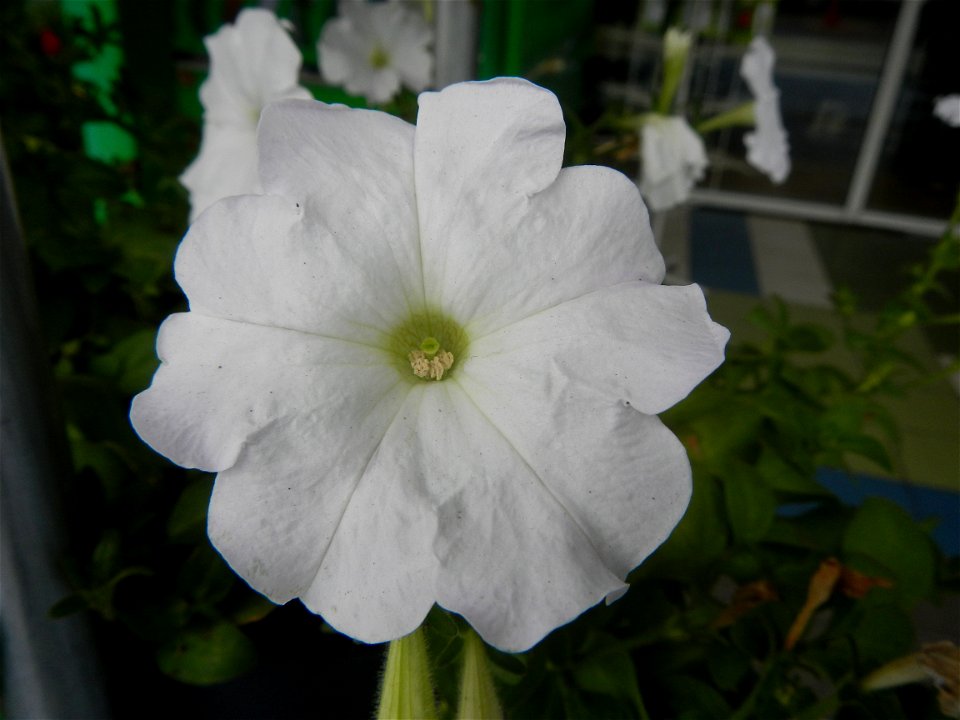 Close-ups of Petunia flowers Petunia axillaris in Barangay Pagala 14°58'14"N 120°53'26"E Baliuag, Bulacan, Bulacan province, (accessed from Cagayan Valley Road, Baliuag-Pulilan-Guiguinto, Bulacan) Pan photo