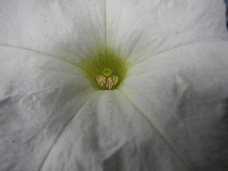 Close-ups of Petunia flowers Petunia axillaris in Barangay Pagala 14°58'14"N 120°53'26"E Baliuag, Bulacan, Bulacan province, (accessed from Cagayan Valley Road, Baliuag-Pulilan-Guiguinto, Bulacan) Pan