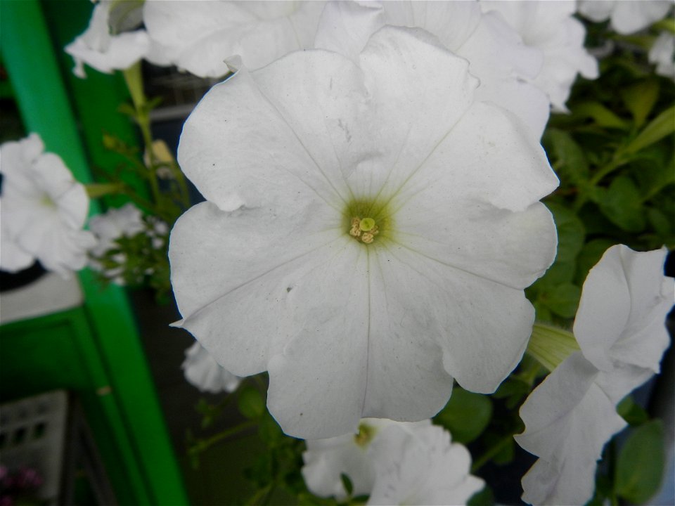 Close-ups of Petunia flowers Petunia axillaris in Barangay Pagala 14°58'14"N 120°53'26"E Baliuag, Bulacan, Bulacan province, (accessed from Cagayan Valley Road, Baliuag-Pulilan-Guiguinto, Bulacan) Pan photo