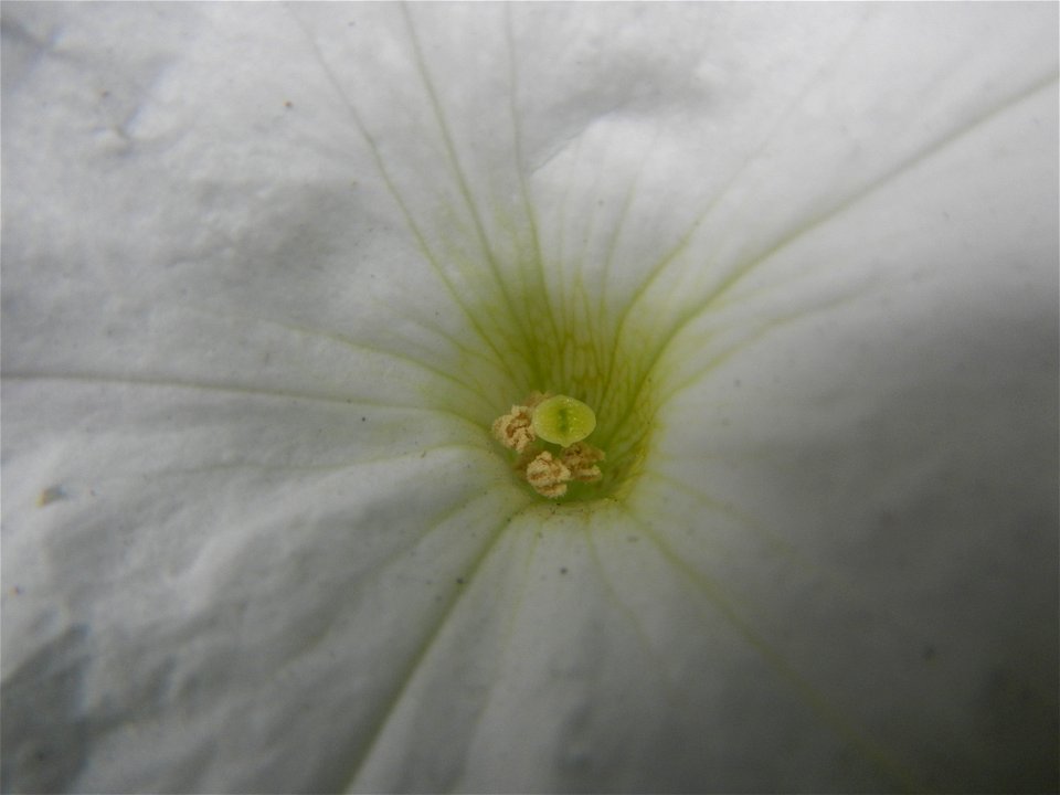Close-ups of Petunia flowers Petunia axillaris in Barangay Pagala 14°58'14"N 120°53'26"E Baliuag, Bulacan, Bulacan province, (accessed from Cagayan Valley Road, Baliuag-Pulilan-Guiguinto, Bulacan) Pan