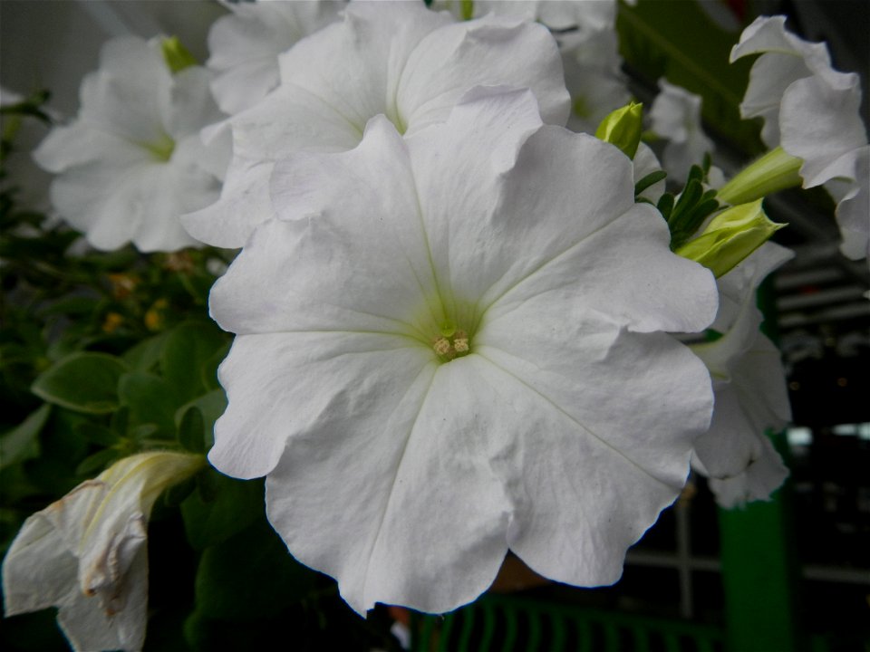 Close-ups of Petunia flowers Petunia axillaris in Barangay Pagala 14°58'14"N 120°53'26"E Baliuag, Bulacan, Bulacan province, (accessed from Cagayan Valley Road, Baliuag-Pulilan-Guiguinto, Bulacan) Pan