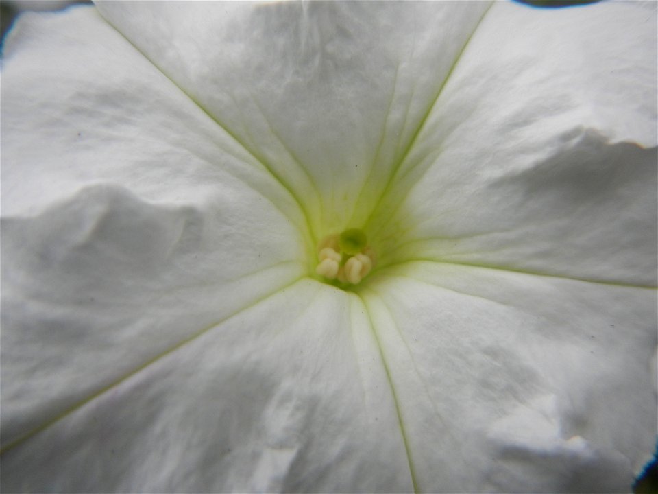 Close-ups of Petunia flowers Petunia axillaris in Barangay Pagala 14°58'14"N 120°53'26"E Baliuag, Bulacan, Bulacan province, (accessed from Cagayan Valley Road, Baliuag-Pulilan-Guiguinto, Bulacan) Pan