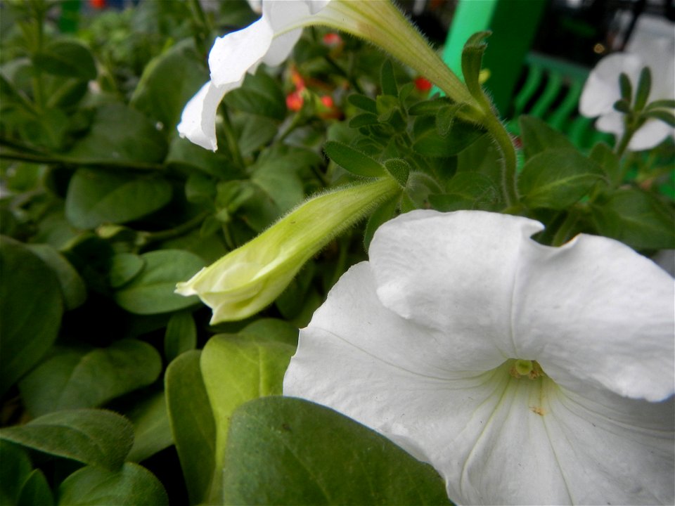 Close-ups of Petunia flowers Petunia axillaris in Barangay Pagala 14°58'14"N 120°53'26"E Baliuag, Bulacan, Bulacan province, (accessed from Cagayan Valley Road, Baliuag-Pulilan-Guiguinto, Bulacan) Pan
