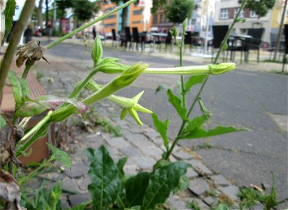 Flügeltabak (Nicotiana alata) irgendwie an einer Hauswand an der Mainzer Straße in Saarbrücken gelandet