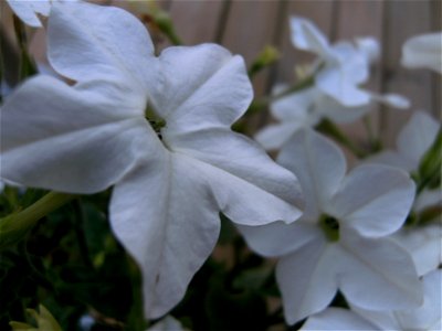 A flower