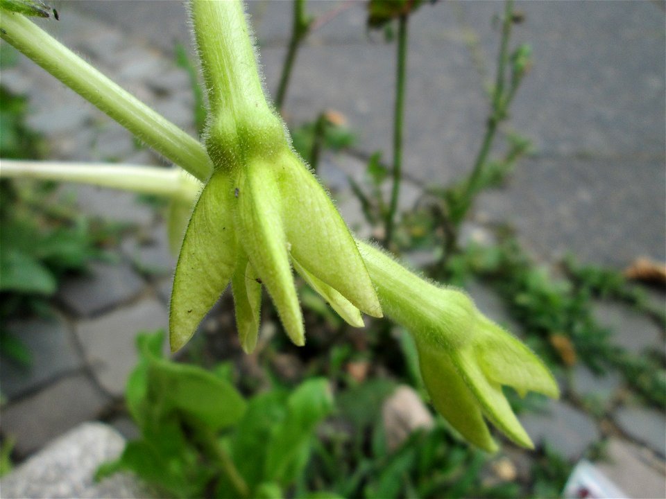 Flügeltabak (Nicotiana alata) irgendwie an einer Hauswand an der Mainzer Straße in Saarbrücken gelandet