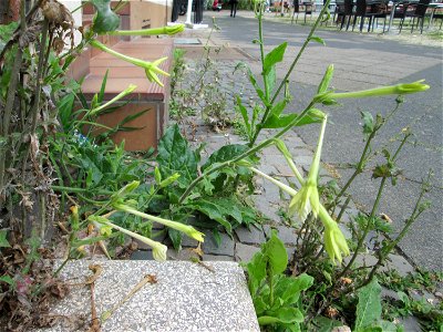 Flügeltabak (Nicotiana alata) irgendwie an einer Hauswand an der Mainzer Straße in Saarbrücken gelandet