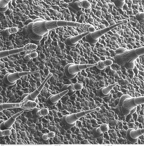 Scanning electron microscope image of Nicotiana alata upper leaf surface, showing tricomes and a few stomates. Instrument: ZEISS962 SEM. photo