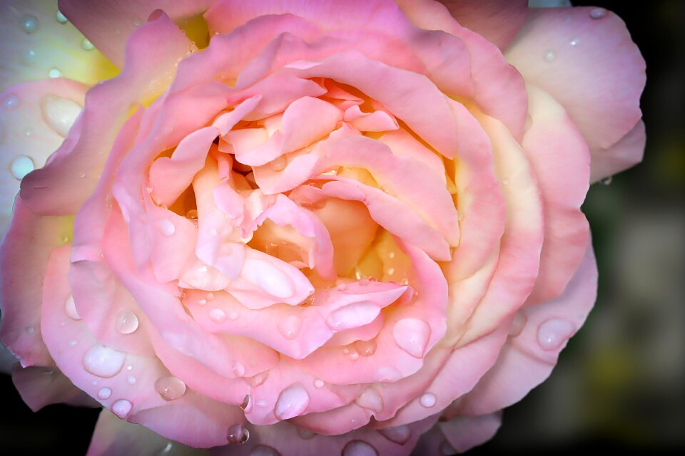 Drop of water nature blossom