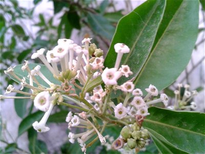 நாள் மல்லிகை Botanical name - Cestrum diurnum Common name – Day jasmine Fruits are poisonous ;affect nervous system to humans; Blooms are mildly fragrant during the day and the fragrance intensif photo