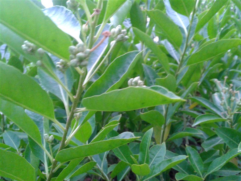 English:  Common name: Day jasmine Botanical name: Cestrum diurnum Fruits are poisonous; affect nervous system to humans. Blooms are mildly fragrant during the day and the fragrance intensifi