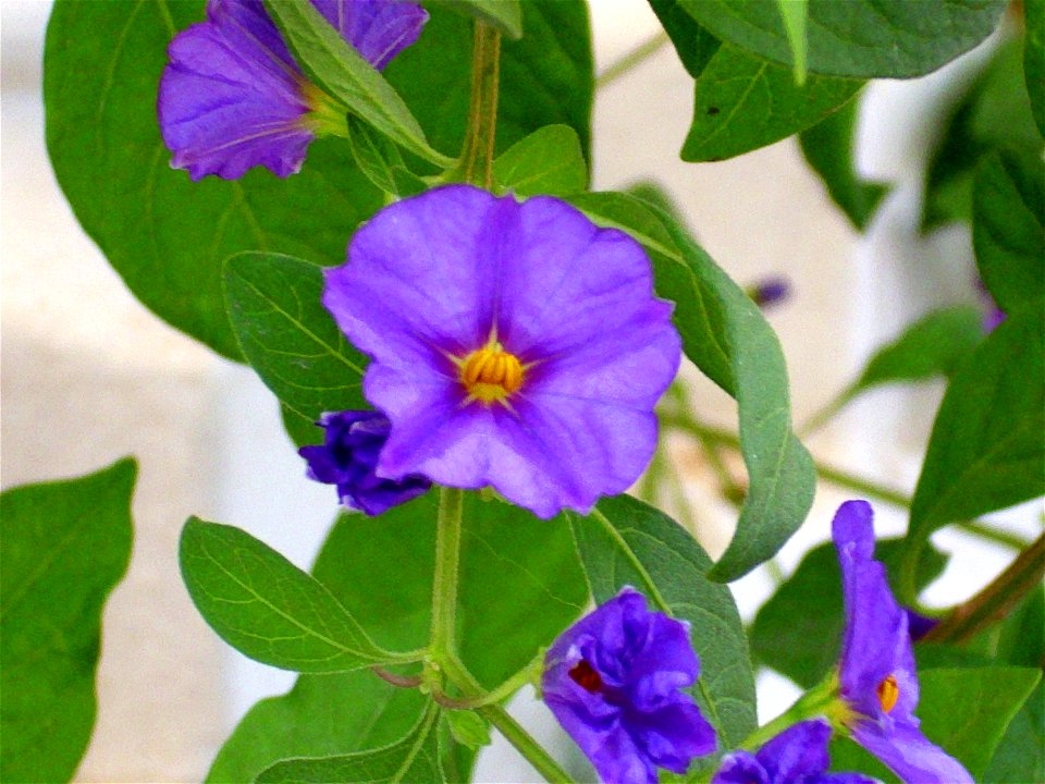 Solanum laciniatum flowers, Torrelamata, Torrevieja, Alicante, Spain