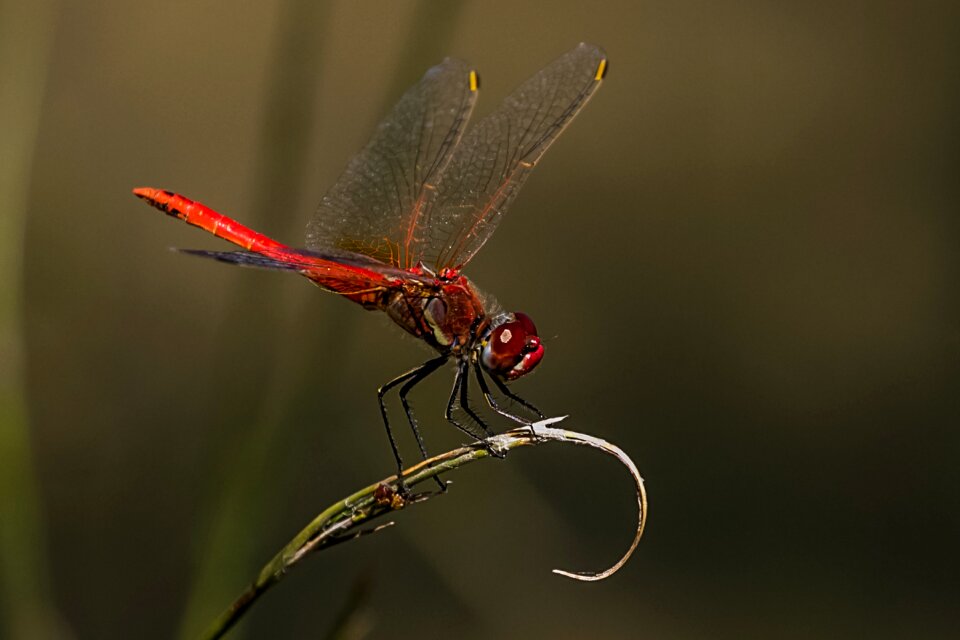 Dragonfly red birding