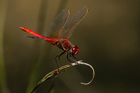 Dragonfly red birding