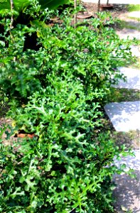 Plants Solanum linnaeanum from the Botanical Gardens of Charles University, Prague, Czech Republic