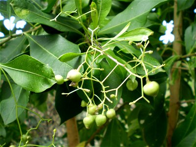(Corkwood), flower and immature fruit. Ballina, New South Wales, Australia.