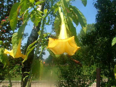 Brugmansia cultivar, picture taken at Passiflorahoeve in Harskamp, The Netherlands