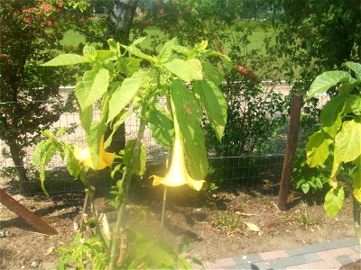Brugmansia cultivar, picture taken at Passiflorahoeve in Harskamp, The Netherlands