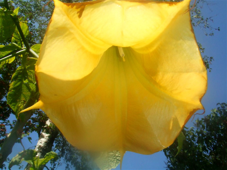 Brugmansia cultivar, picture taken at Passiflorahoeve in Harskamp, The Netherlands