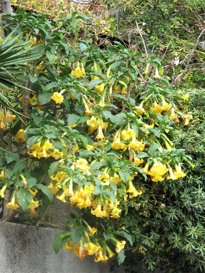 Flowering yellow datura on the boulevard de Super-Garavan : Menton (Alpes-Maritimes, France).