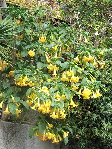 Flowering yellow datura on the boulevard de Super-Garavan : Menton (Alpes-Maritimes, France).