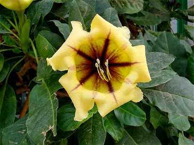 Golden Chalice Vine, Cup of Gold or Hawaiian Lily. Photo taken in Gran Canaria