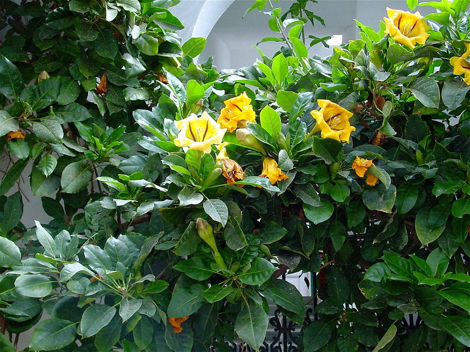 Golden Chalice Vine, Cup of Gold or Hawaiian Lily. Photo taken in Gran Canaria