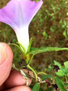 ivy-leaved morning-glory (Ipomoea hederacea)
