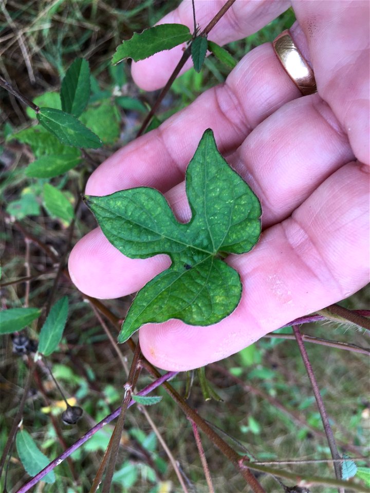 ivy-leaved morning-glory (Ipomoea hederacea)