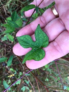 ivy-leaved morning-glory (Ipomoea hederacea)