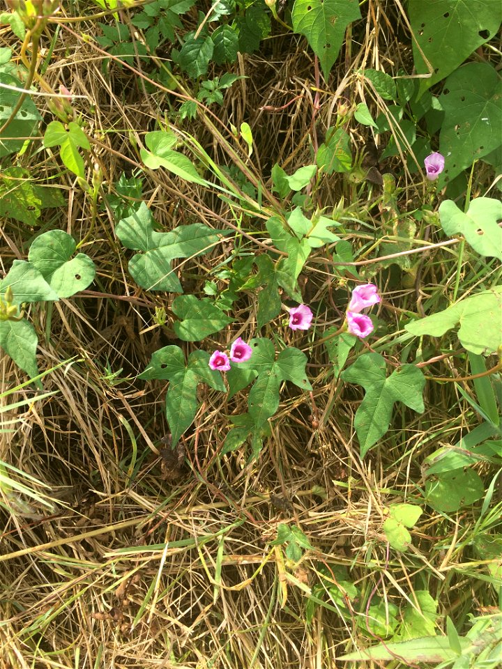 ivy-leaved morning-glory (Ipomoea hederacea)
