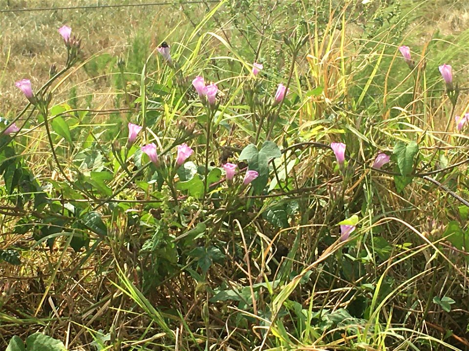 ivy-leaved morning-glory (Ipomoea hederacea)