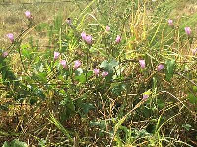 ivy-leaved morning-glory (Ipomoea hederacea)