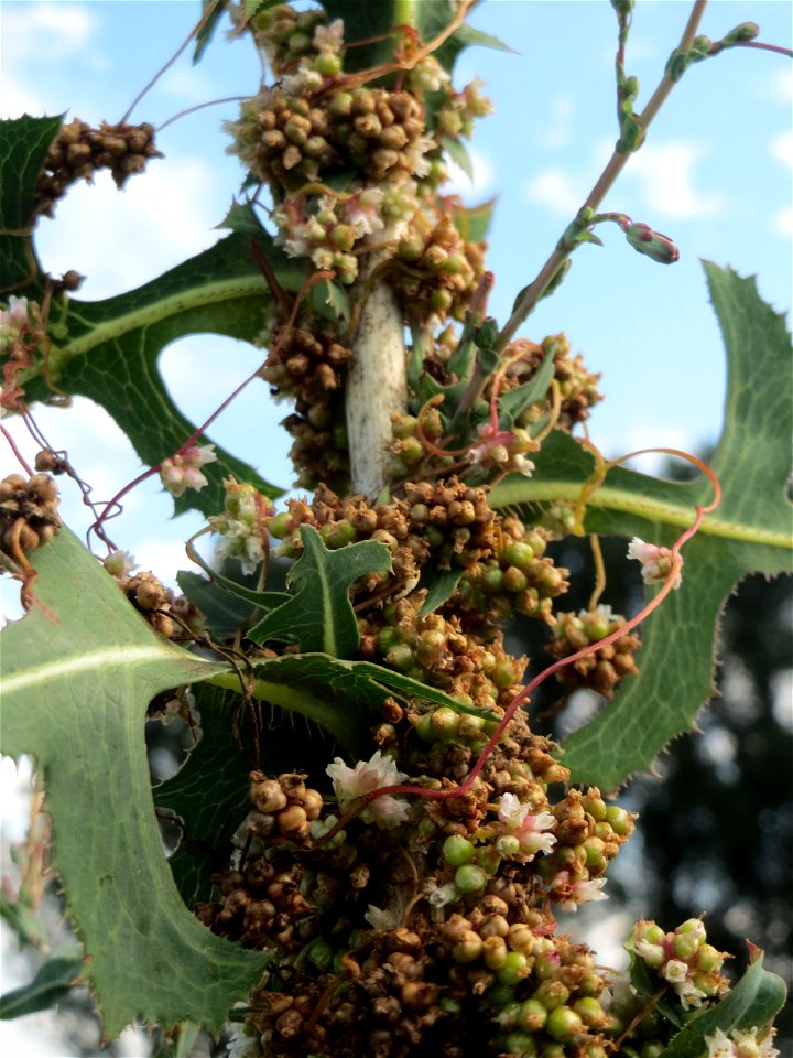 Nessel-Seide (Cuscuta europaea) am Kraichbach bei Hockenheim