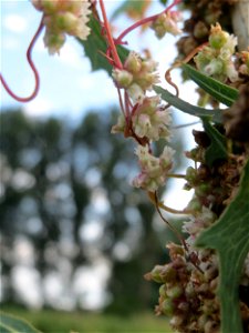 Nessel-Seide (Cuscuta europaea) am Kraichbach bei Hockenheim