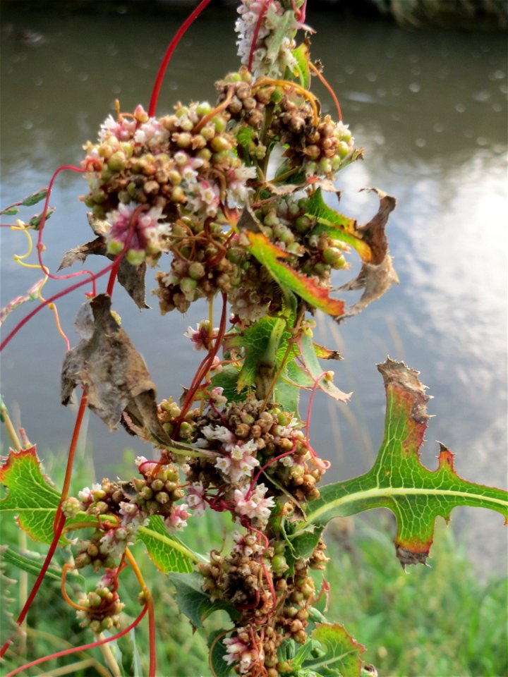 Nessel-Seide (Cuscuta europaea) am Kraichbach bei Hockenheim