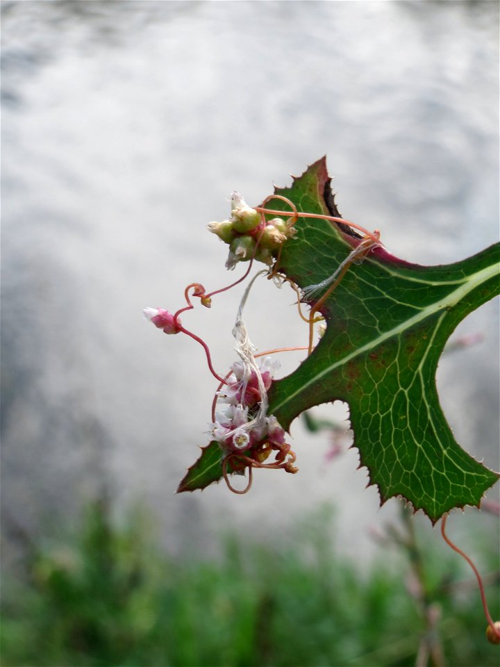 Die seltene Nessel-Seide (Cuscuta europaea) an einem Stachel-Lattich am Kraichbach bei Hockenheim