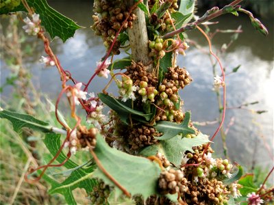 Die seltene Nessel-Seide (Cuscuta europaea) an einem Stachel-Lattich am Kraichbach bei Hockenheim