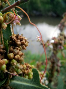 Die seltene Nessel-Seide (Cuscuta europaea) an einem Stachel-Lattich am Kraichbach bei Hockenheim