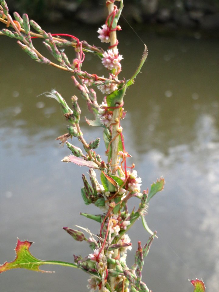 Die seltene Nessel-Seide (Cuscuta europaea) an einem Stachel-Lattich am Kraichbach bei Hockenheim