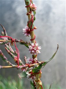 Die seltene Nessel-Seide (Cuscuta europaea) an einem Stachel-Lattich am Kraichbach bei Hockenheim