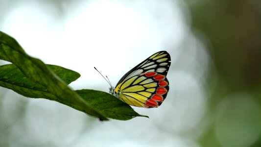 Nature summer spring