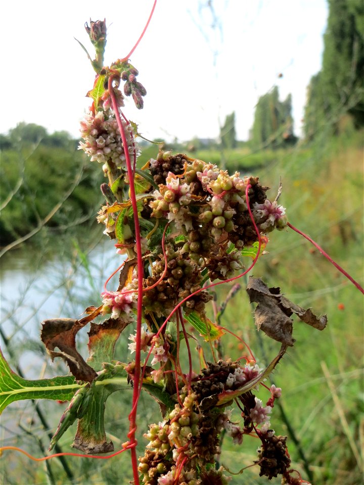 Die seltene Nessel-Seide (Cuscuta europaea) an einem Stachel-Lattich am Kraichbach bei Hockenheim